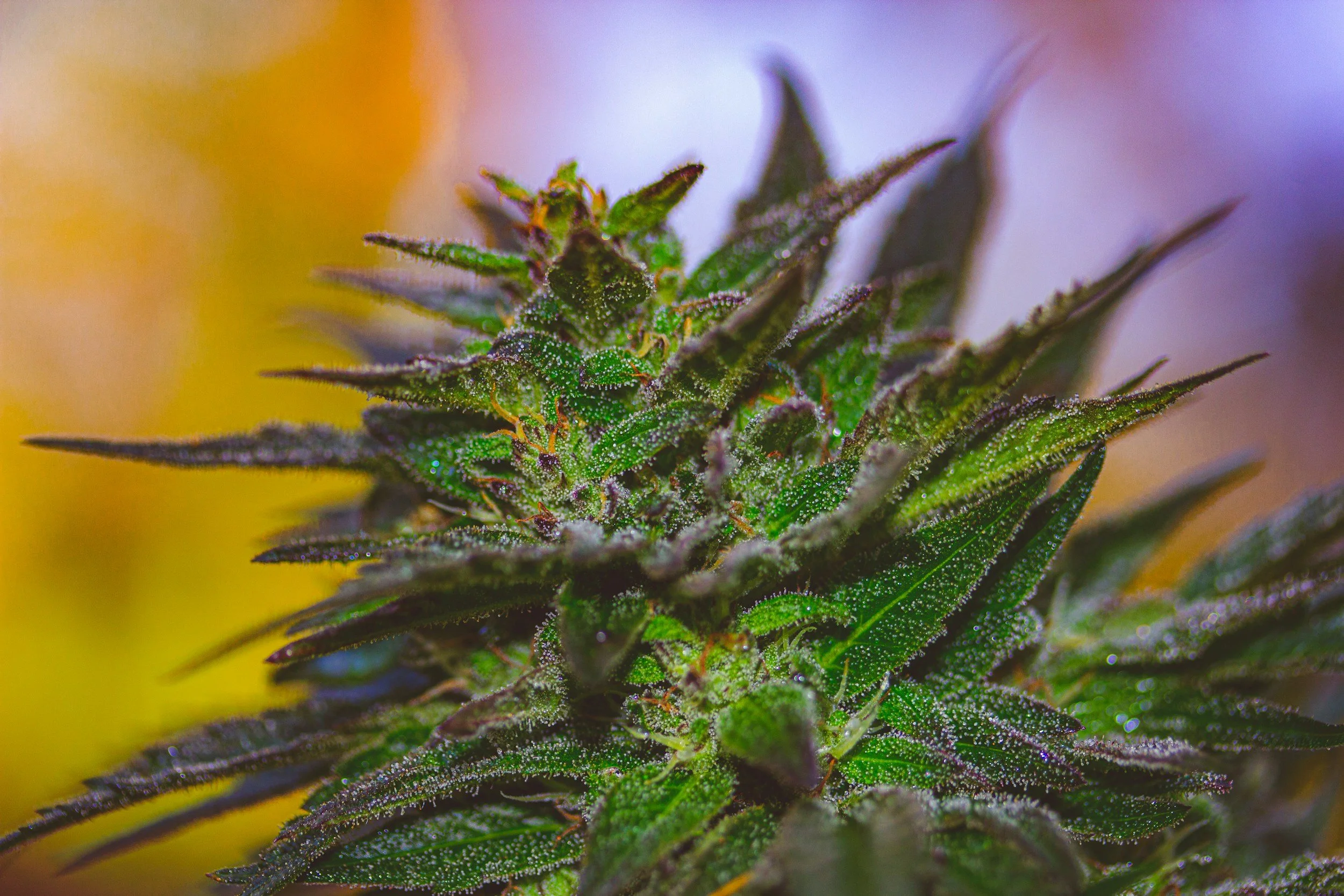 Is a Higher THC Percentage Actually Better?