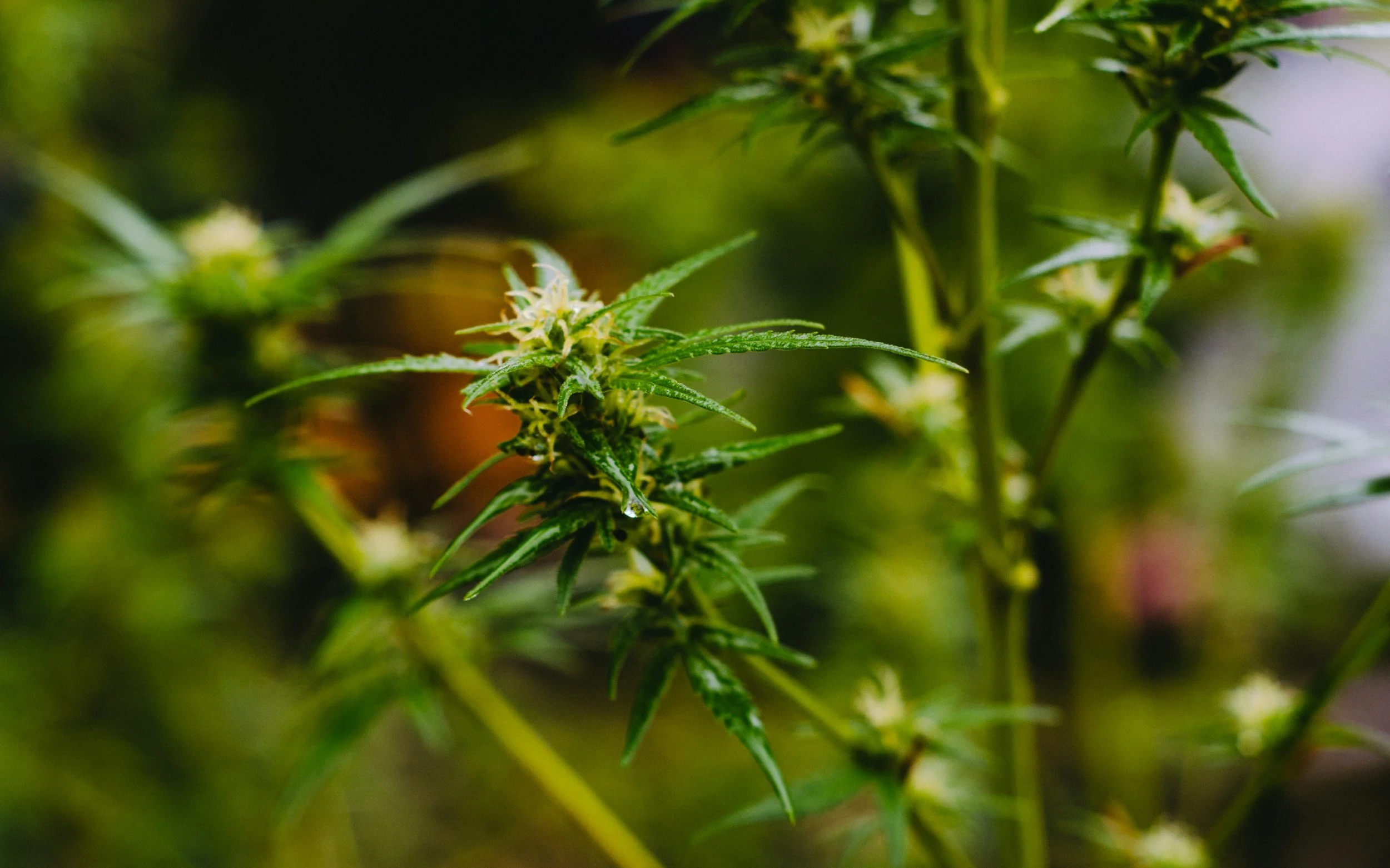 How Terpenes Shape What You See, Smell, and Taste 