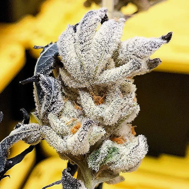 What Does "Small-Batch" Actually Mean in Cannabis? 