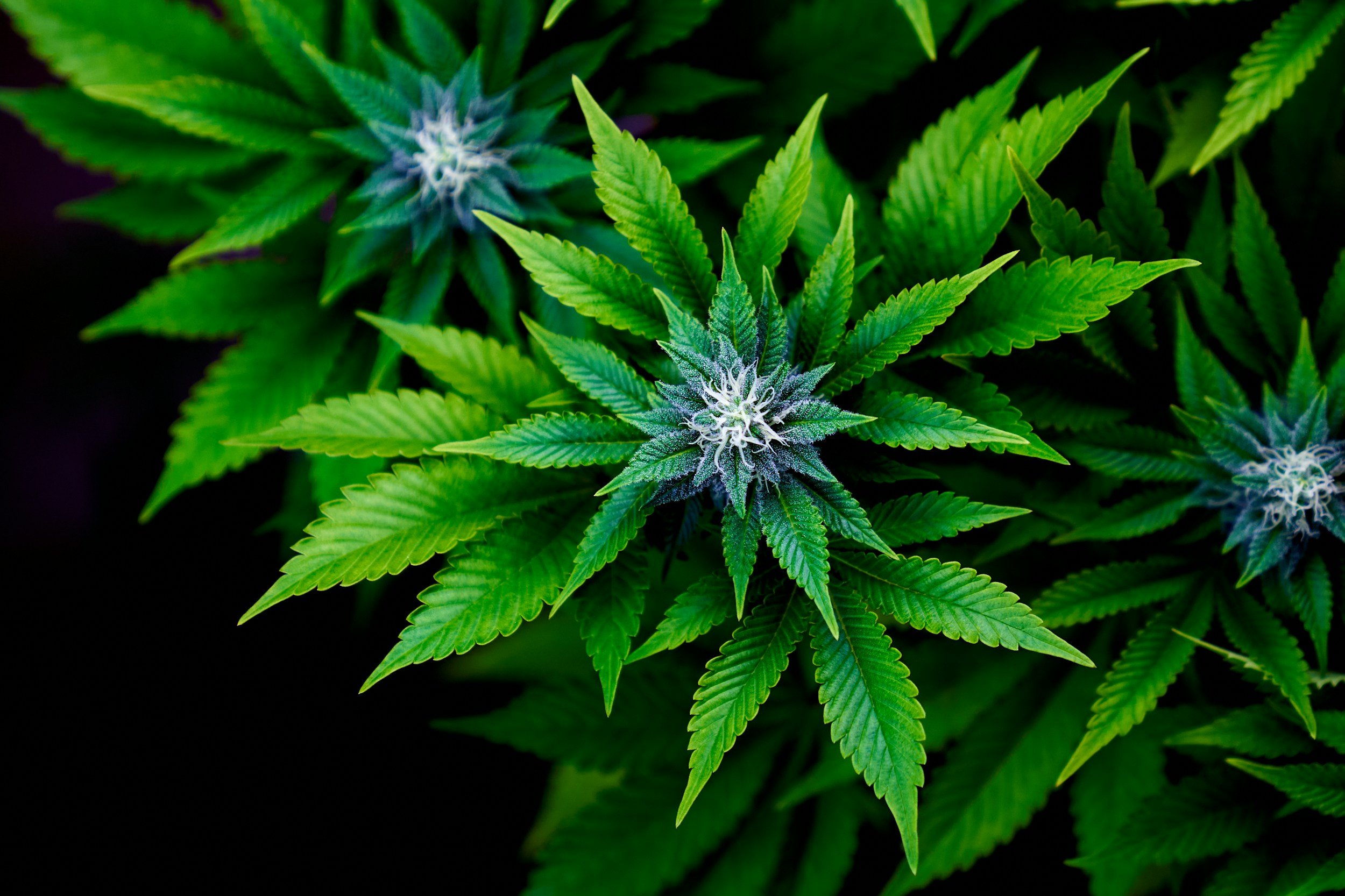 How Soil Health Shapes Terpene Expression in Cannabis Flower 