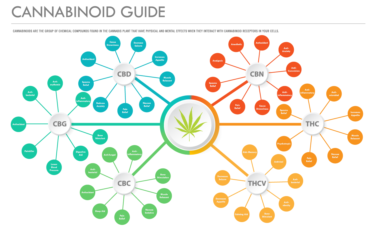 How THC Gets You High: The Endocannabinoid System Explained