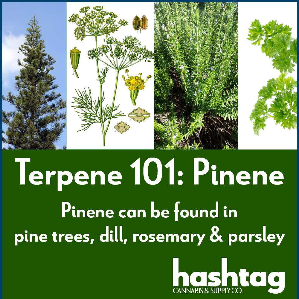 Terpenes 101 - Pinene — Hashtag Cannabis