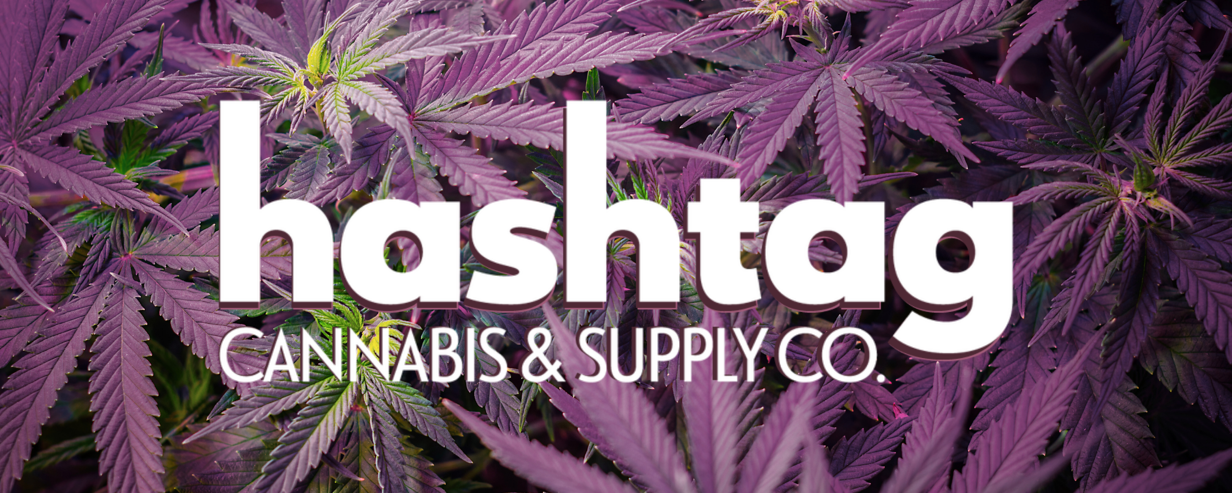 Shweed The History of Medical Marijuana in Washington — Hashtag Cannabis