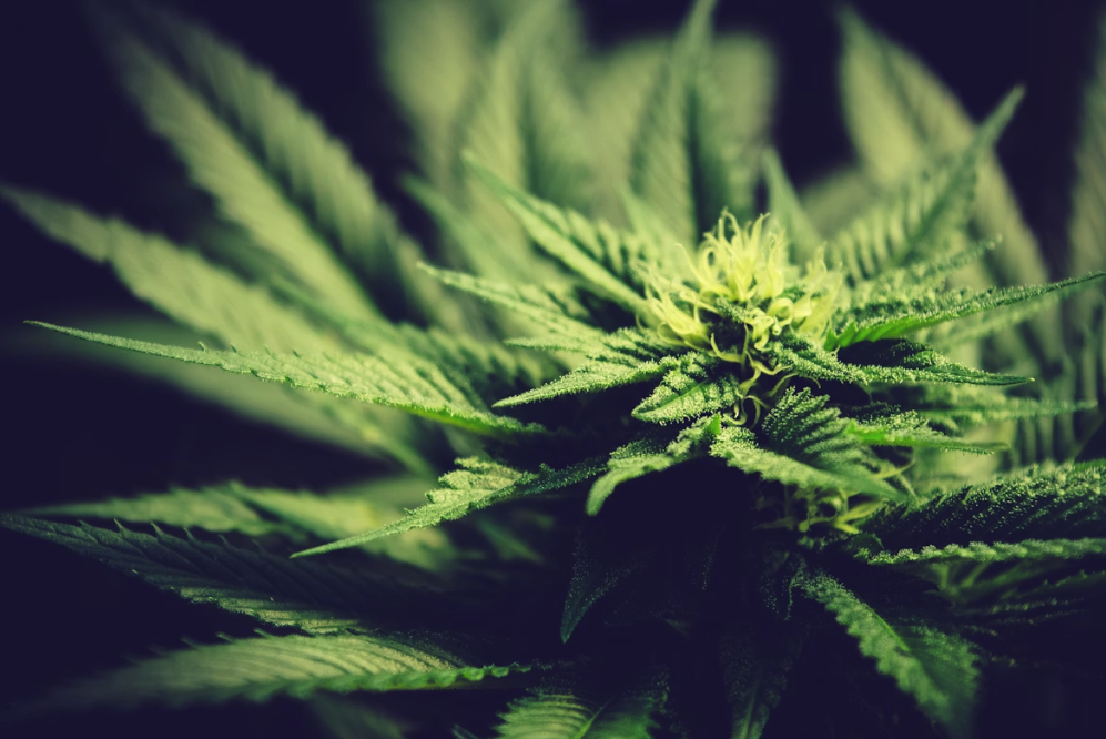 Cannabis “Cola” vs. “Bud” vs. “Nug” - What’s the Difference?