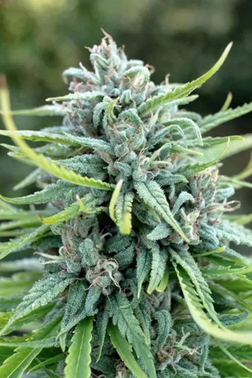 How Did Durban Poison Get Its Name? — Hashtag Cannabis