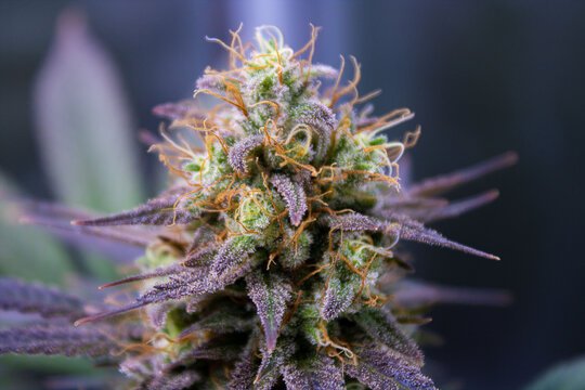 Is Premium Cannabis Worth the Price? A Guide to Quality Markers