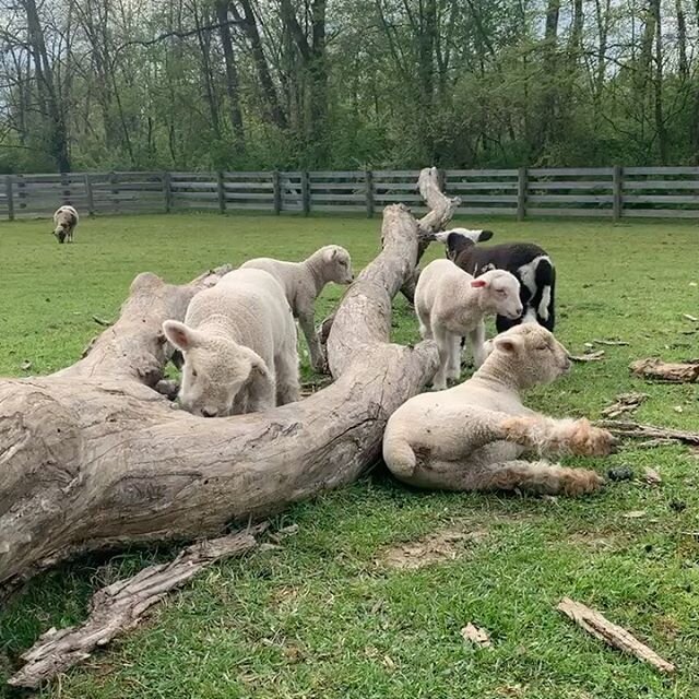 My &ldquo;therapy&rdquo; is watching lambs 🤭
#oldeenglishsouthdownsheep #babydollsheep #harlequinsheep maintop #lambing2020 #lambing #lambs #springlambs newbabies #newmama  #woolies #sheep #sheepofinstagram #ilovesheep #ohio #farmlife