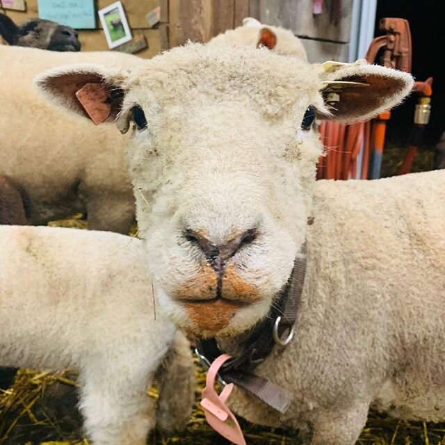Cotton showing off the latest in &ldquo;lip kit&rdquo; colors.  This one is called &ldquo;Mineral&rdquo; 💋🤭
#lipkit #lipcolor #instyle #oldeenglishsouthdownsheep #babydollsheep #harlequinsheep #minisheep #ewes #woolies
#sheep #sheepofinstagram #ilo