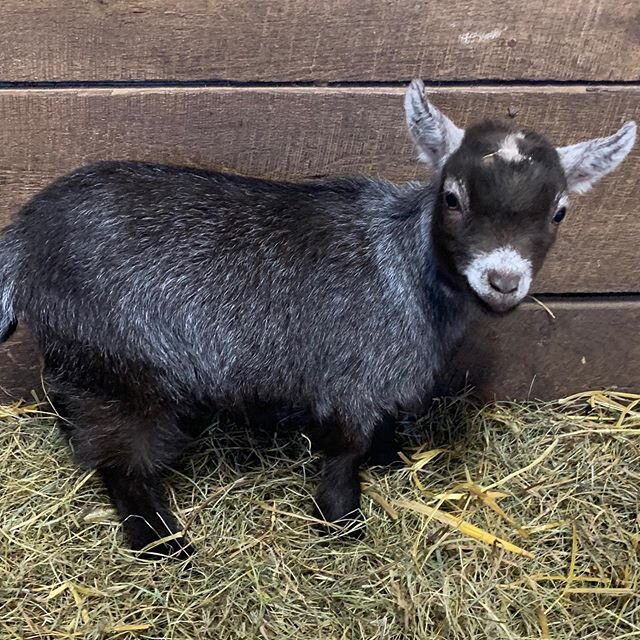 These precious little sweethearts are new to our farm- Magnolia and Billy Graham- registered Pygmy Goats and they are so tiny and sweet! I have other Pygmy Goats but they are definitely different than these registered Pygmies.  I&rsquo;m excited to s