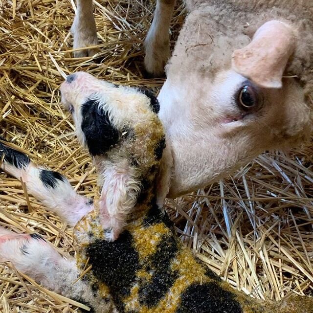 We ended the lambing season around 7:15 this am with Zeldy delivering a beautiful big spotty boy!  Very thankful to God all lambs and ewes are healthy 🙌 despite some very difficult births. Babydoll lambs=8 and Harlequin lambs= 3 for a total of 11 he