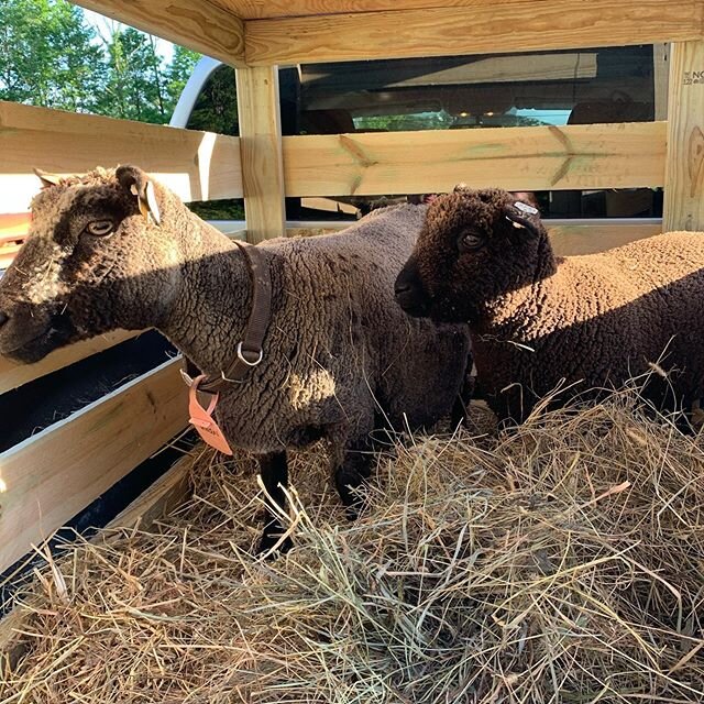 My sweet Helen and her son Sven went to their new home on a beautiful horse farm in Lexington Kentucky this morning ! This is the hardest part of having animals - saying goodbye~and yes I did cry💔. The new owners were so happy to get them which make