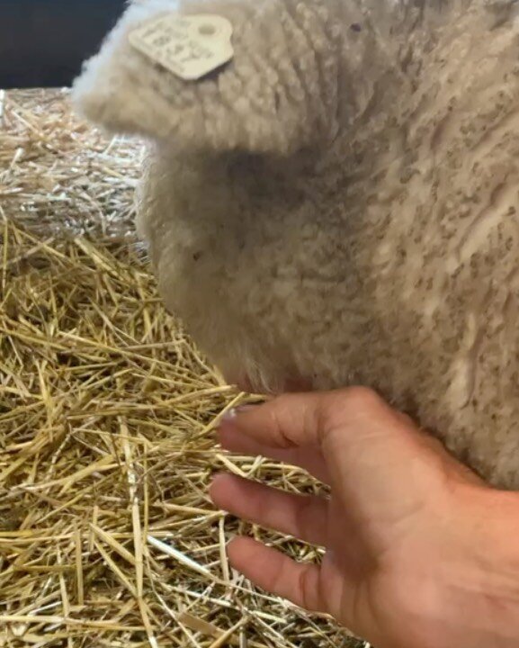This little sweetheart, Cinderella (now Amelia) went to her new home in Toledo, OH yesterday.  She even got a trip through the Dairy Queen drive through already !😆 I will sure miss her begging for chin rubs🥺

#oldeenglishsouthdownsheep #babydollshe