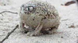 Behold the Scary Frog