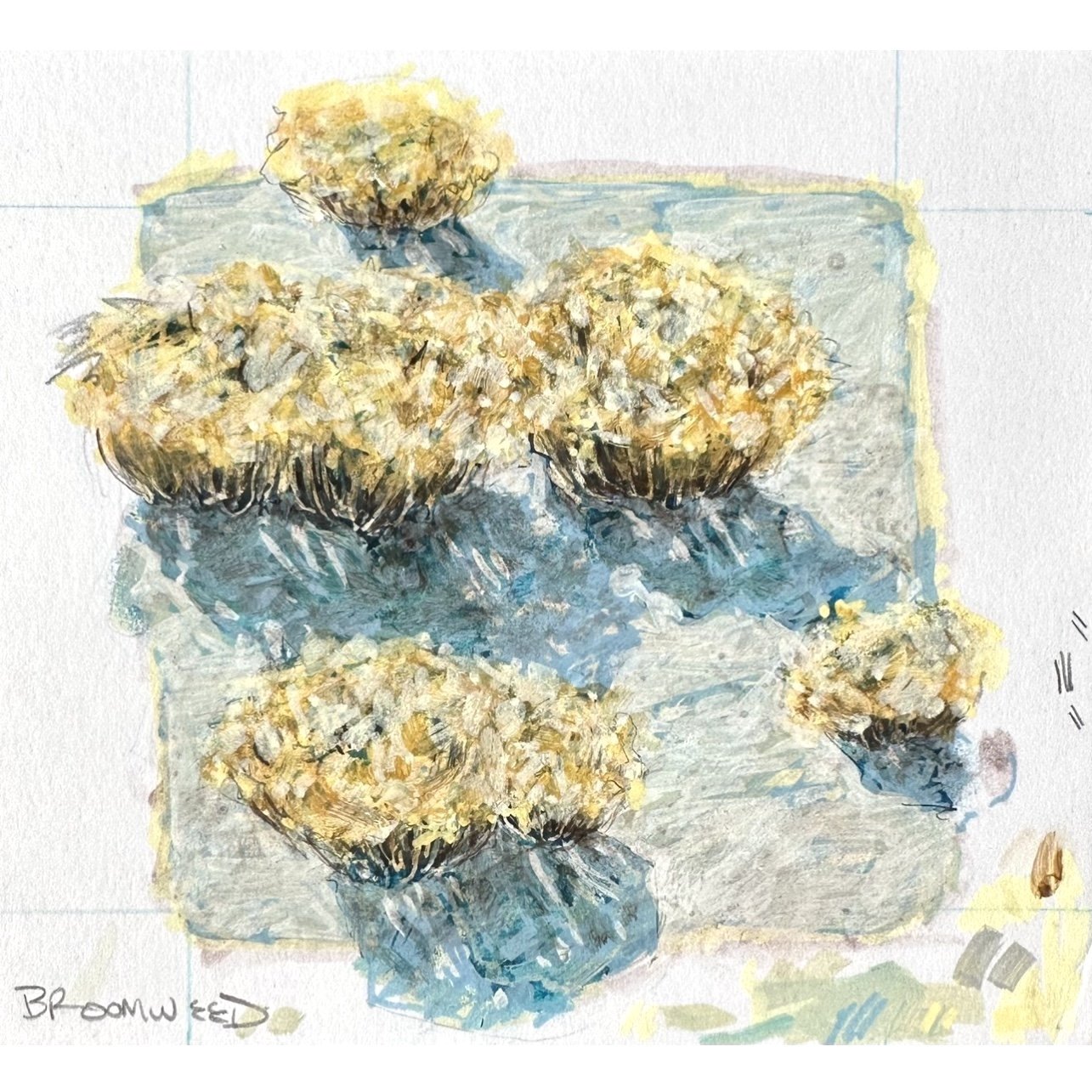 Broomweed_square.jpg