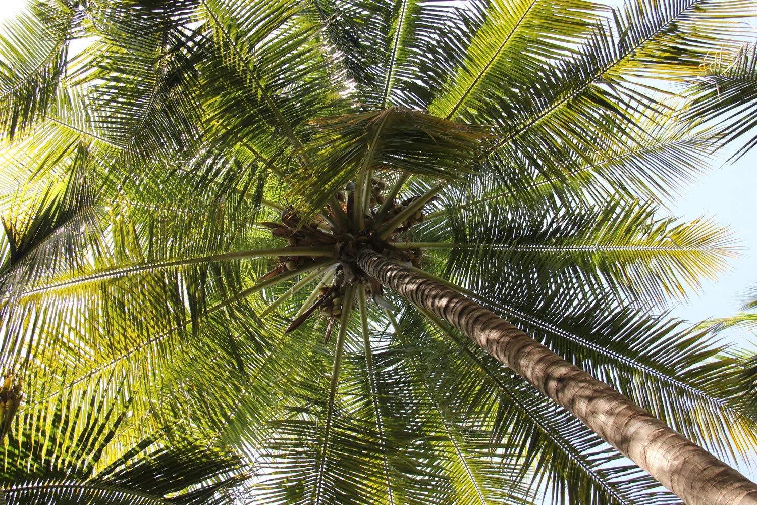 palm.JPG