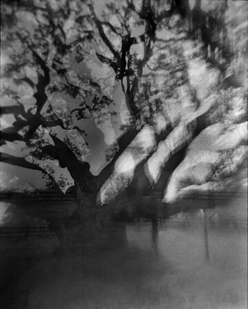 doubleexposure1000yearoldtree.jpg