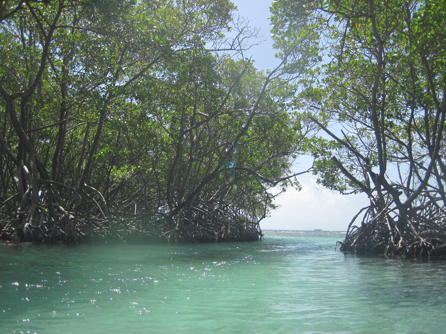 mangrove.JPG