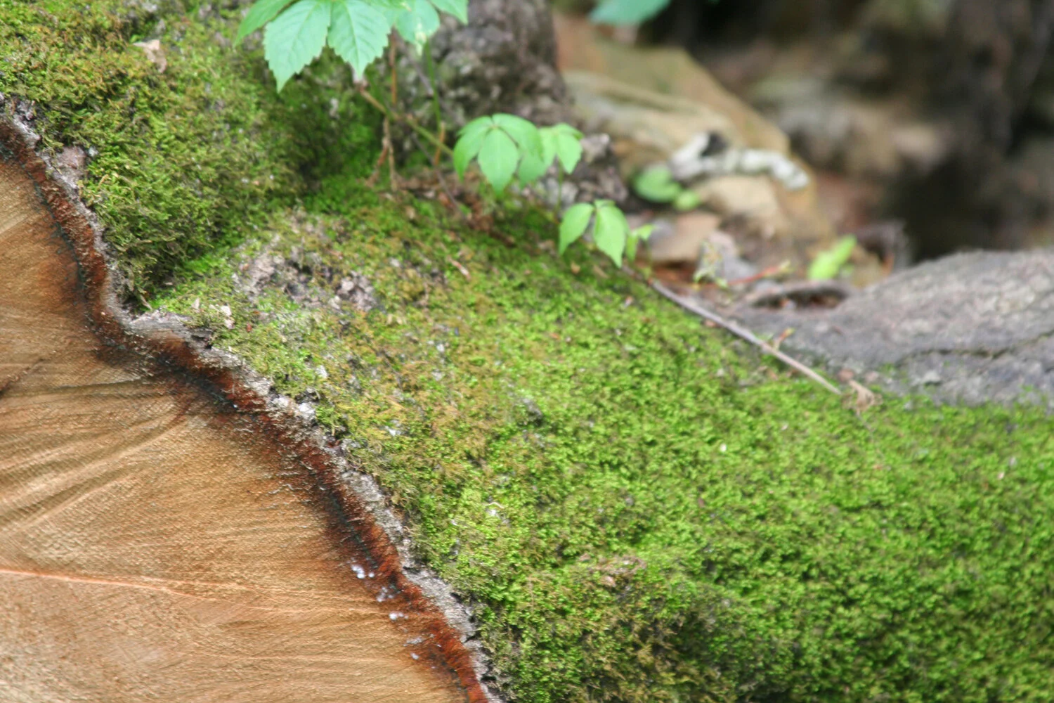 moss.JPG