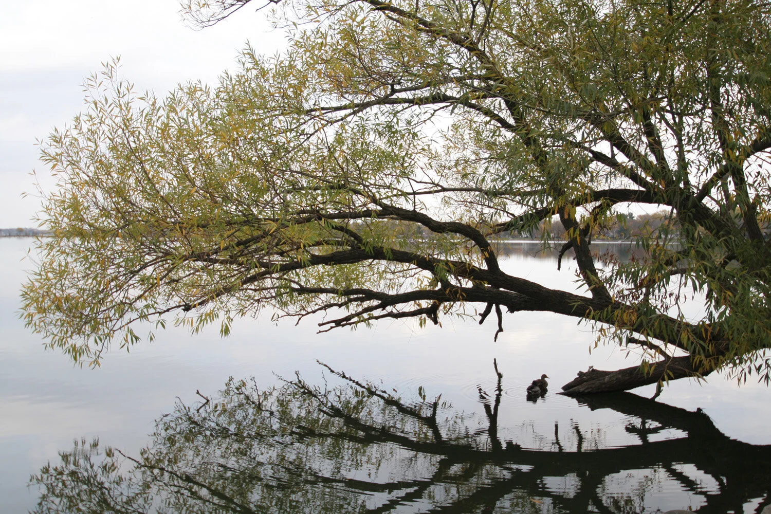 treereflection.JPG