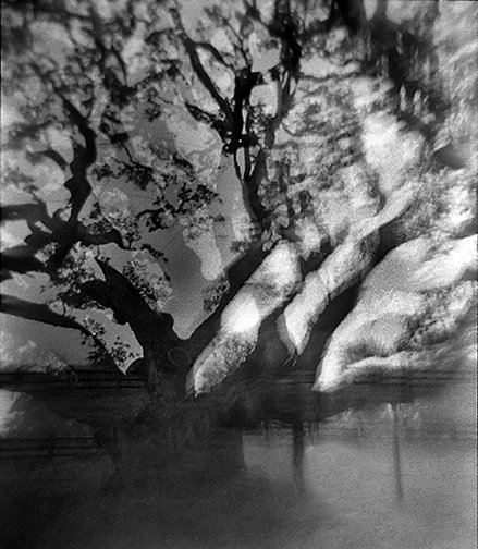 4.Ethereal Tree.2024.jpg