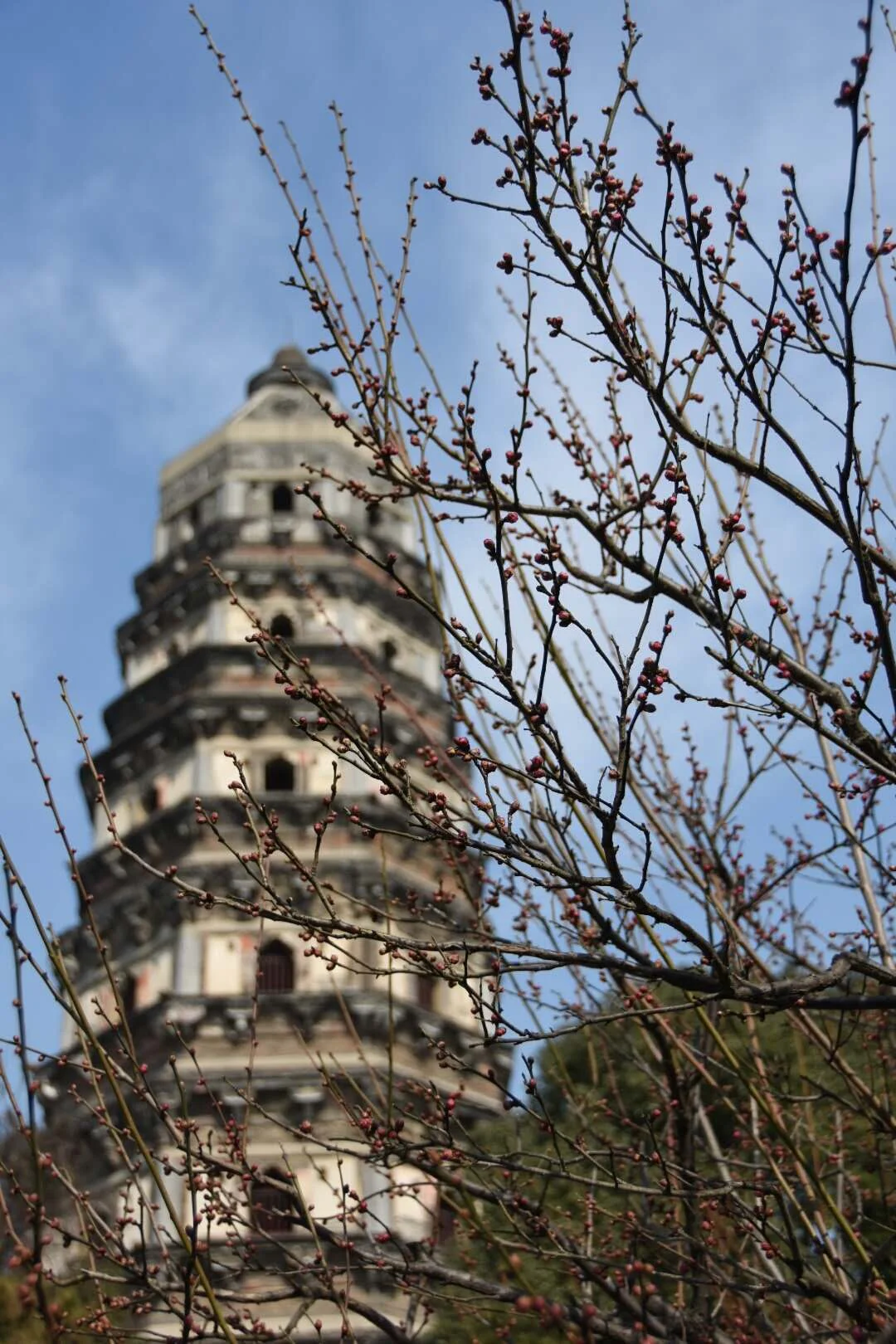红梅斜塔.jpg