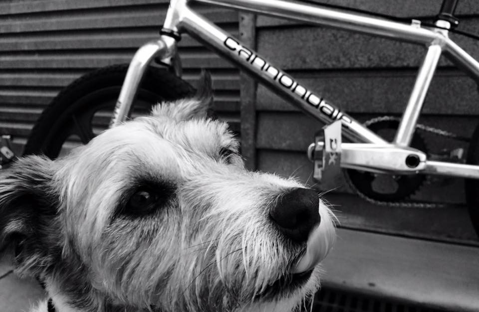 riding there to here with the dog