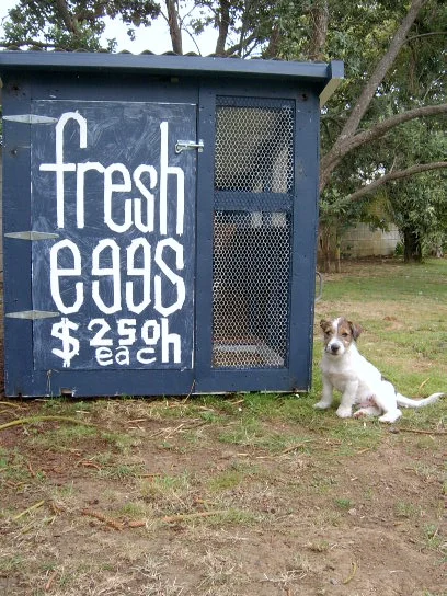 tig & fresh eggs.JPG