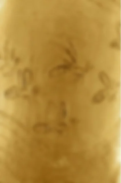 bees bell