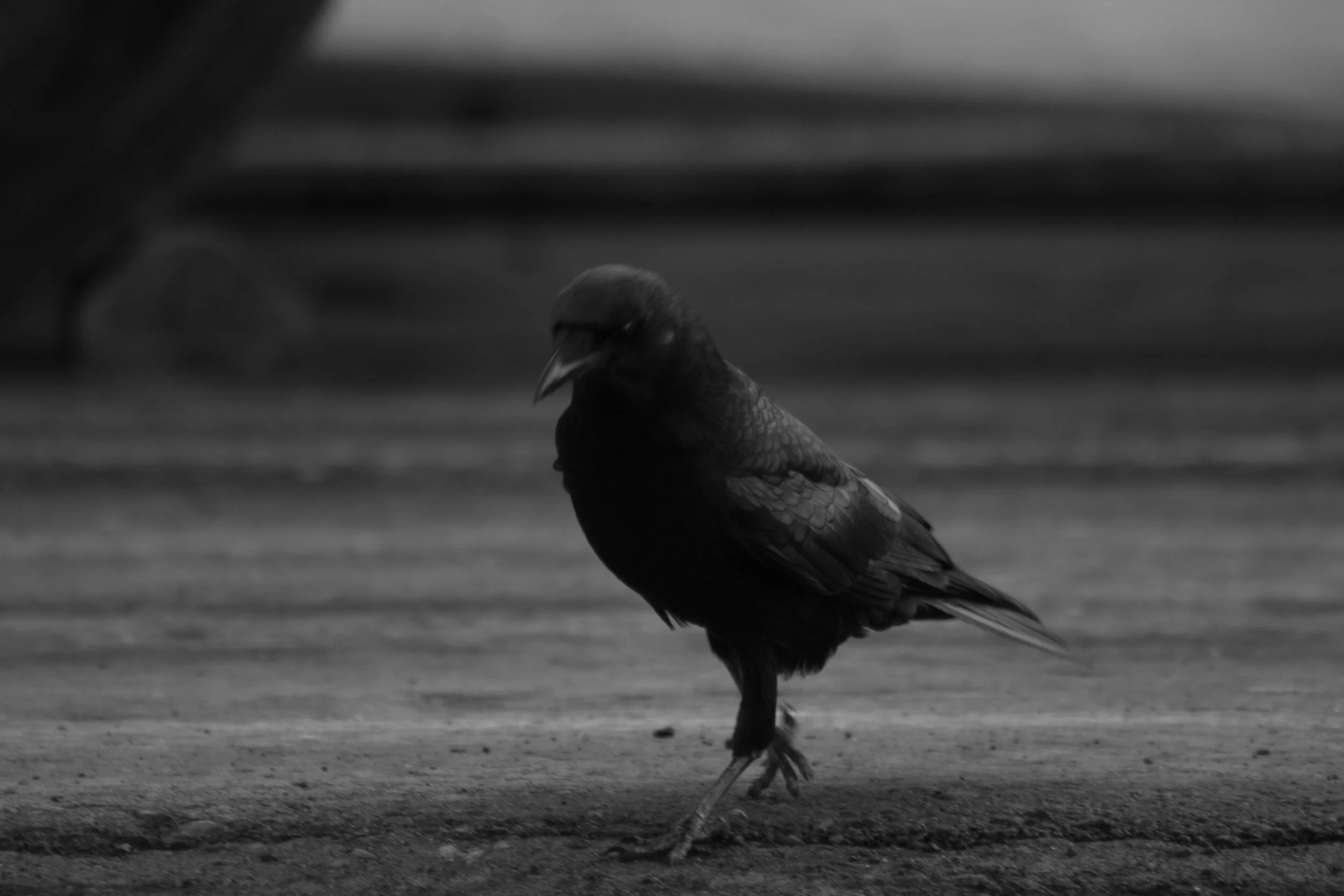 raven (1 of 1).jpg