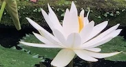 IMG_0776.jpeg