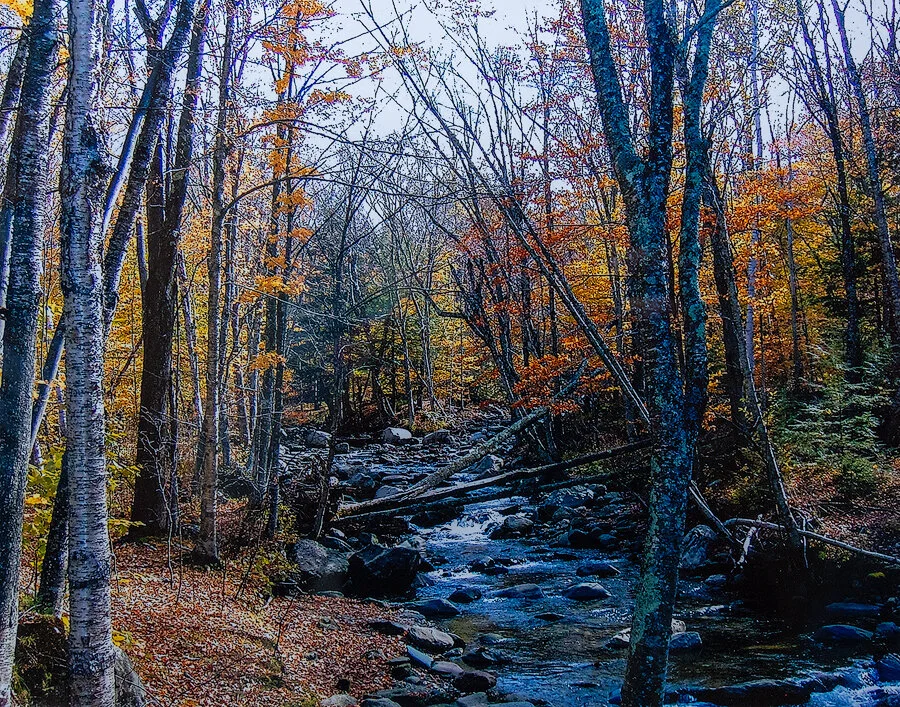   Fallout    Conklin   Photograph  $75 
