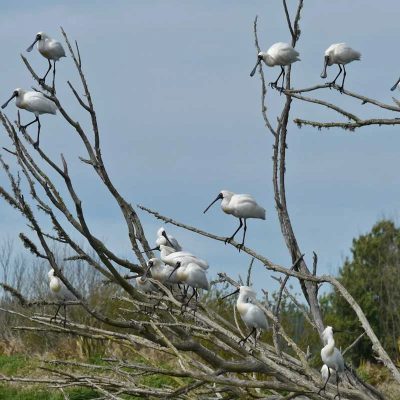 Lake Wainono wetland, Waimate