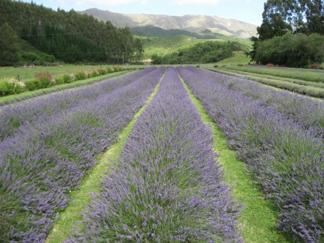 Good things in small places