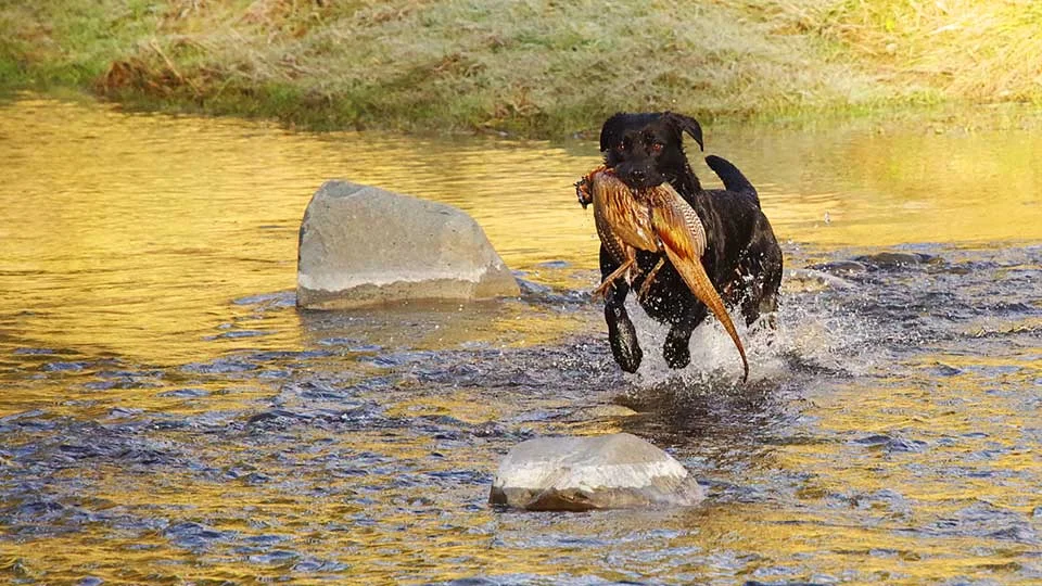 Hunting in Waimate