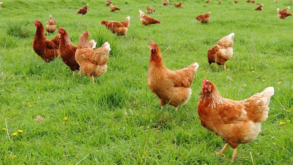 hens.jpg