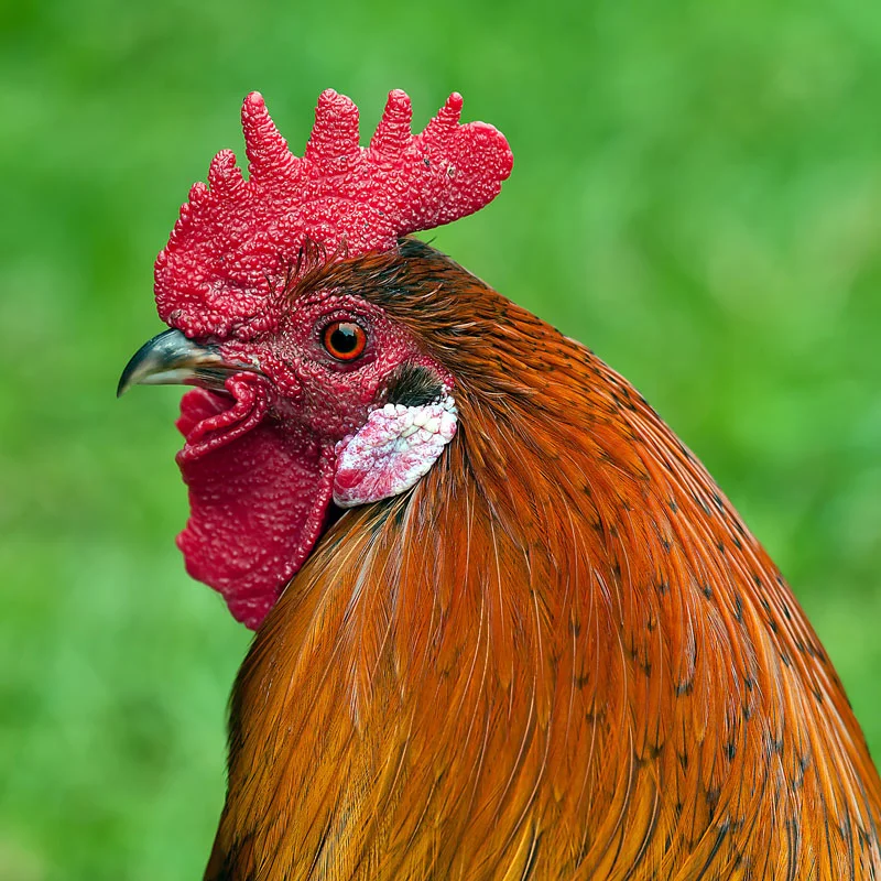 hahn-animal-bird-cockscomb-62284.jpg