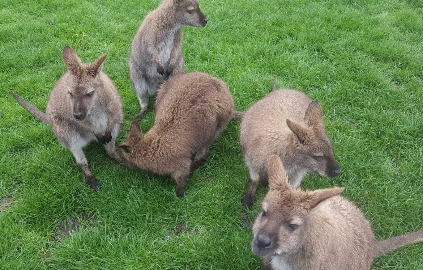 Wallabies, Waimate New Zealand