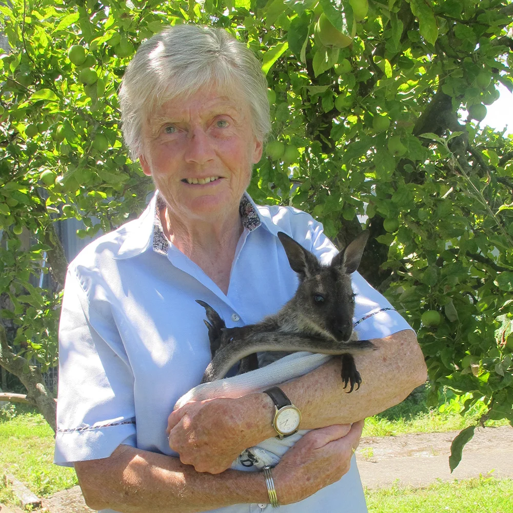 Our most popular attraction with overseas tourists - you can hand feed wallabies at the Tame Wallaby Park ….. learn more here