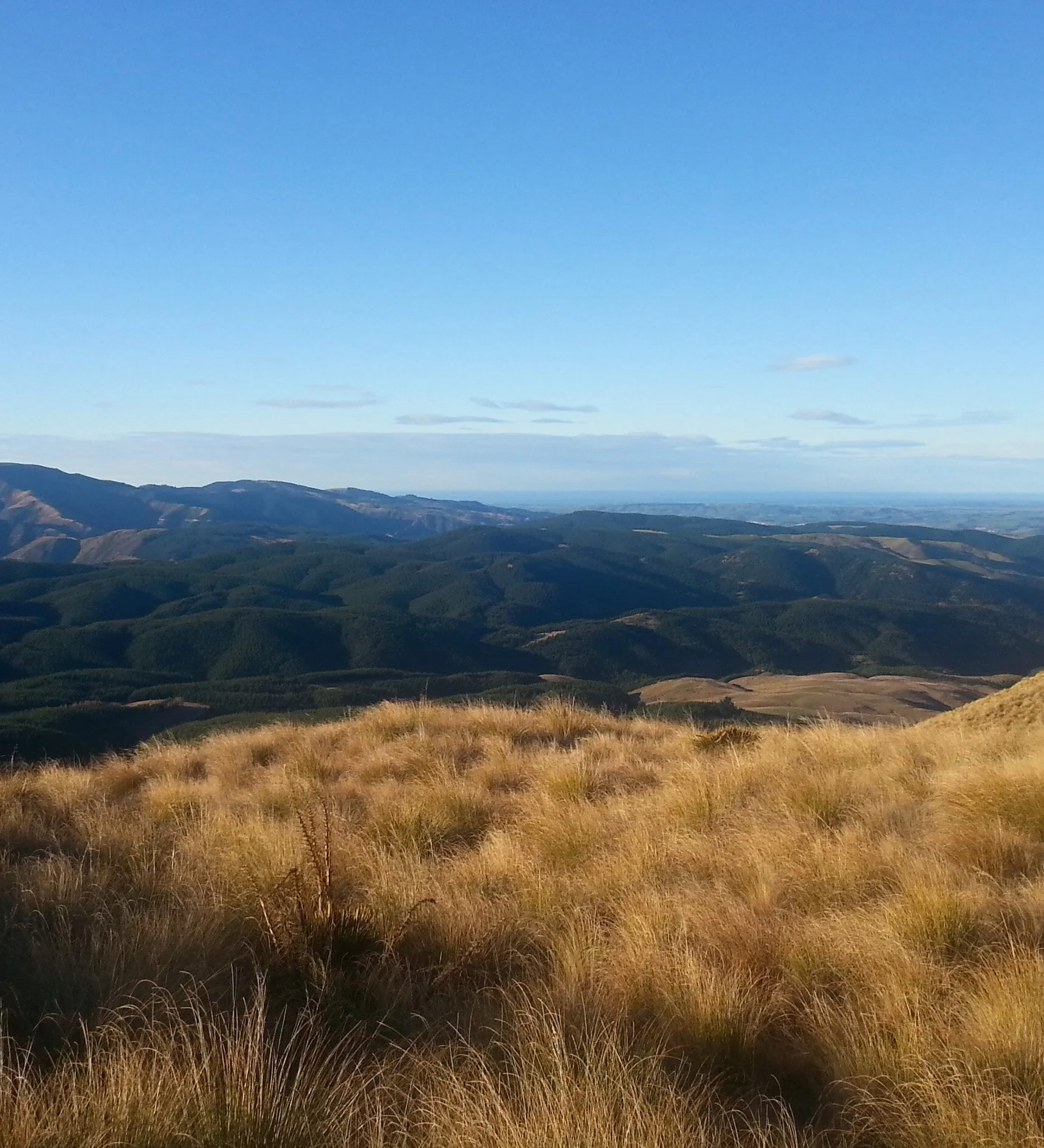 OVG cover image-cropped.jpg