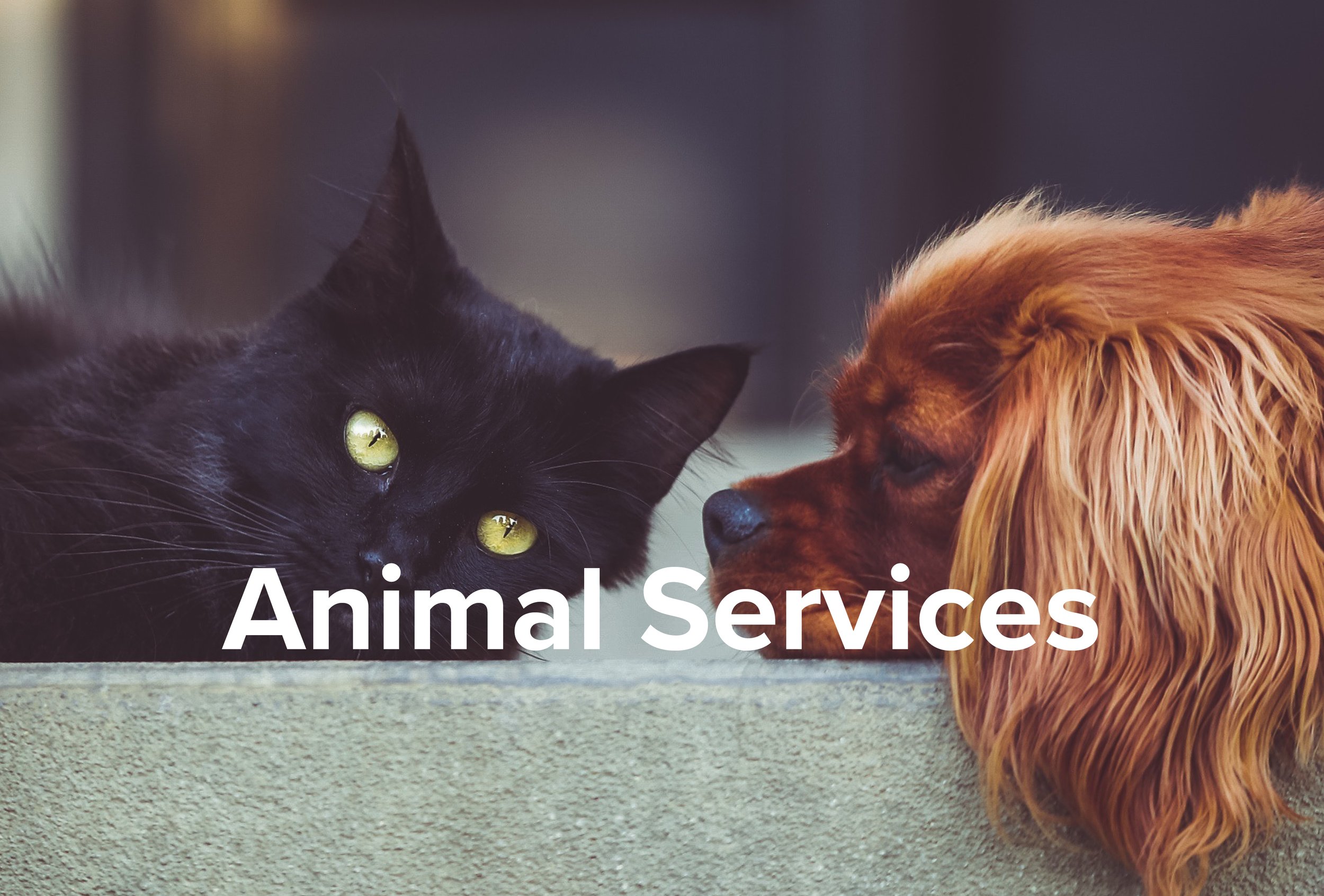 Animal Services new jpg.jpg