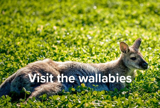 Visit the wallabies.jpg