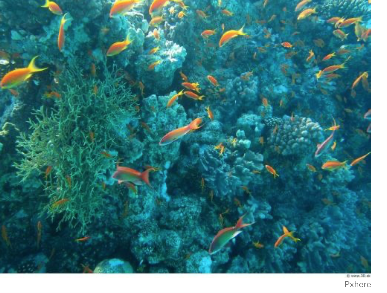 Canada Silent as Deep-Sea Mining Threatens a ‘Vital Climate Buffer'