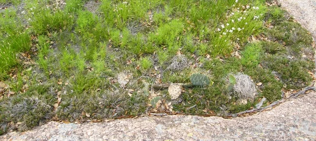 EnchantedRock_Green.jpg