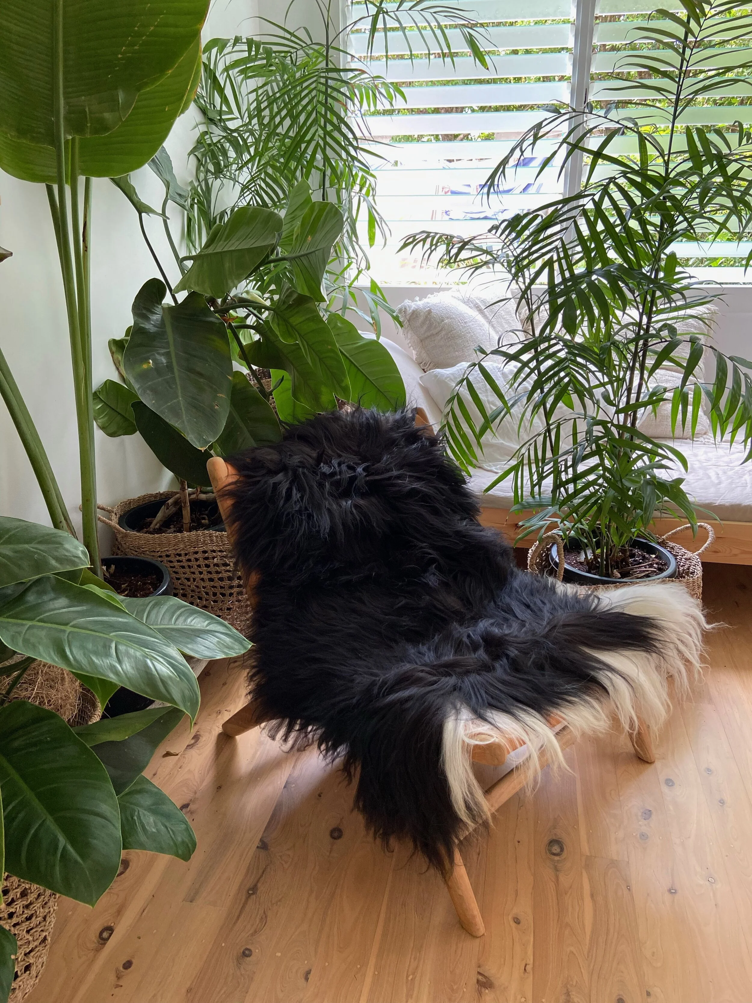 Faroe Islands Sheepskin, Black, White ends