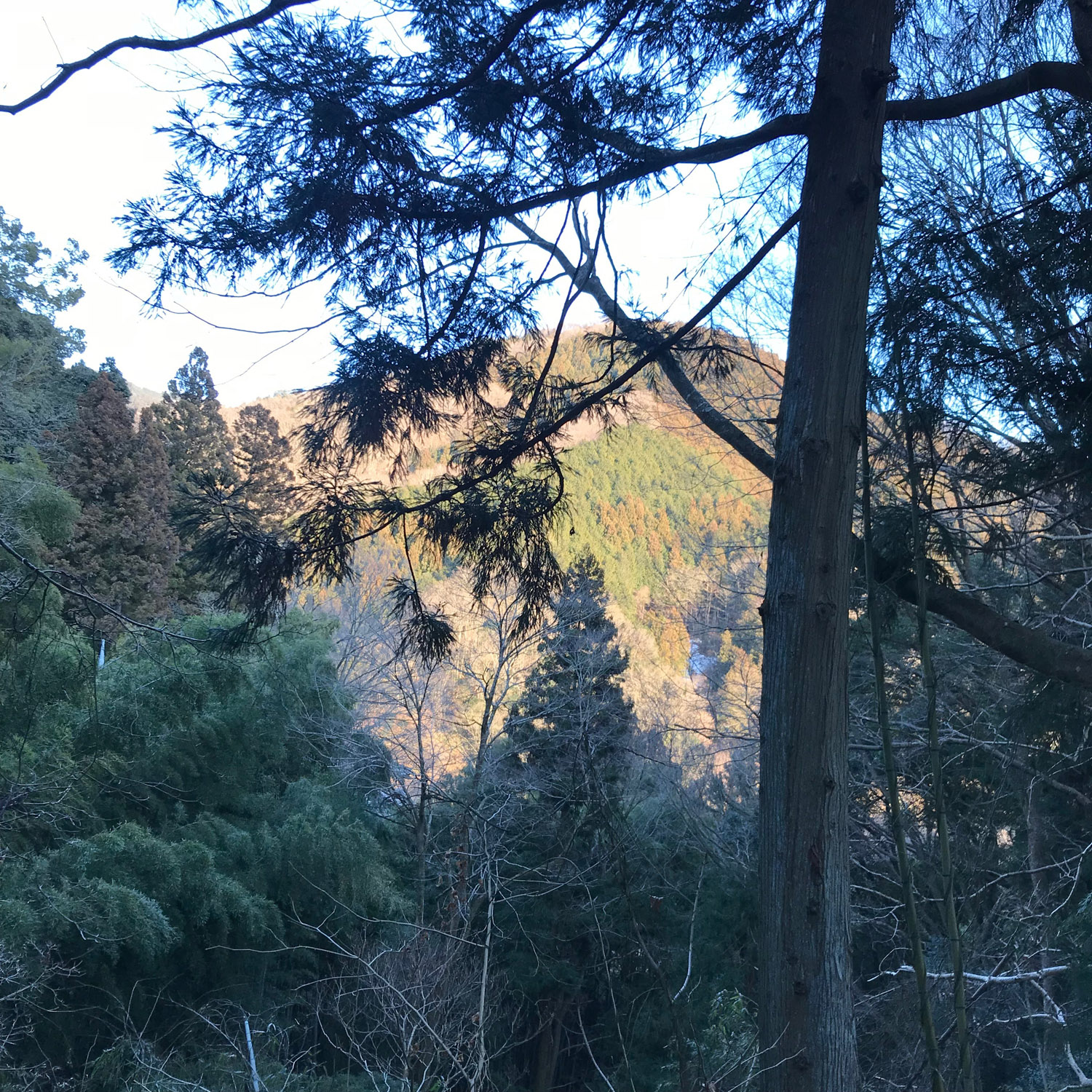 Fujino - trees and mountains