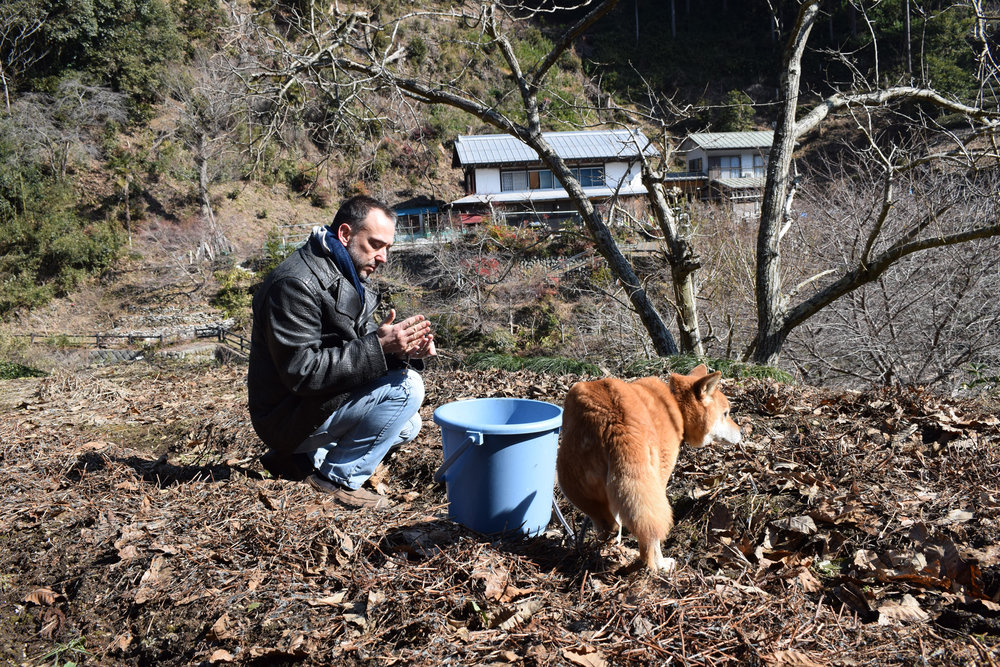 Harvesting indigo seeds with Momo 2