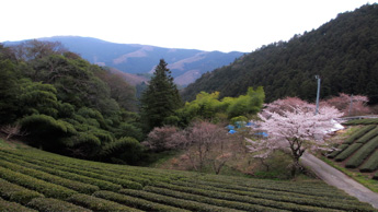 Japan textiles trip - view from top of village.jpg