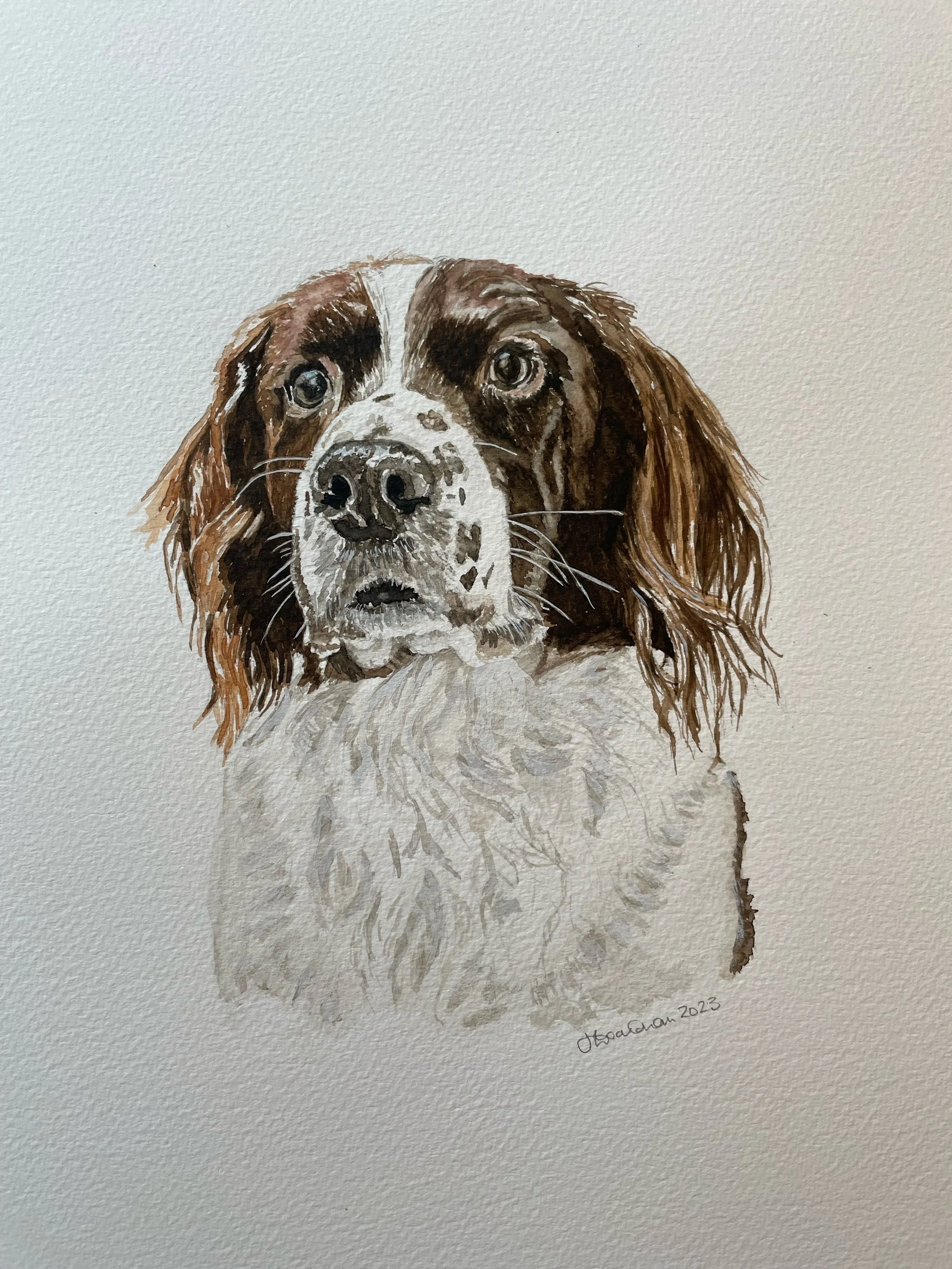 Dylan - Watercolour 2023