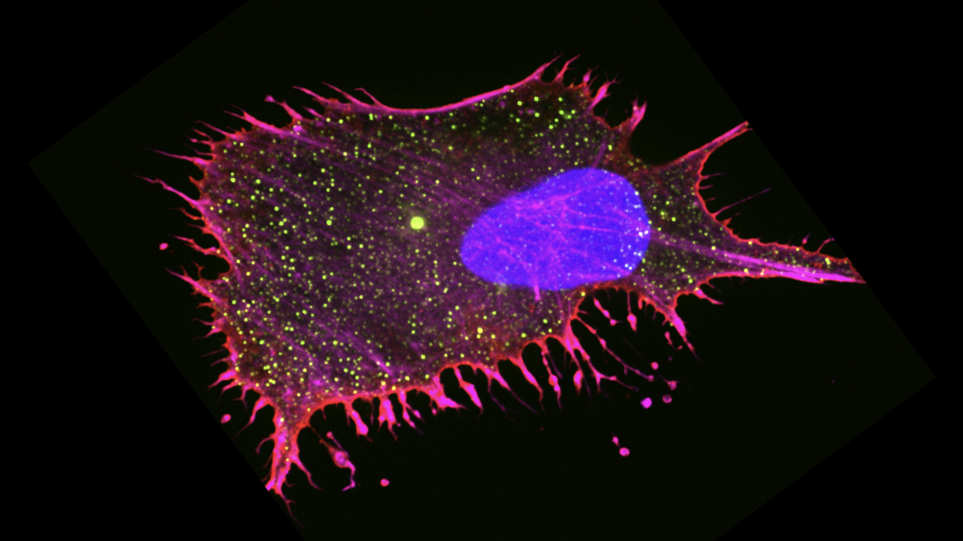 Pretty-Cell.jpeg