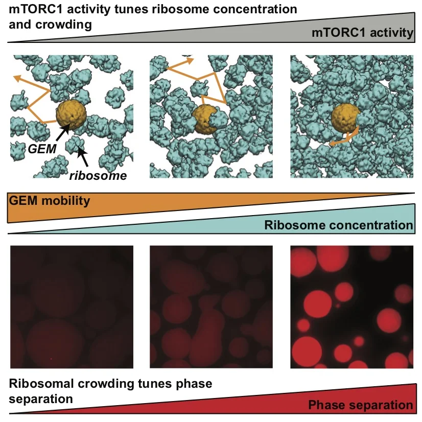 cell-mtorc1-graphical-abstract.jpg